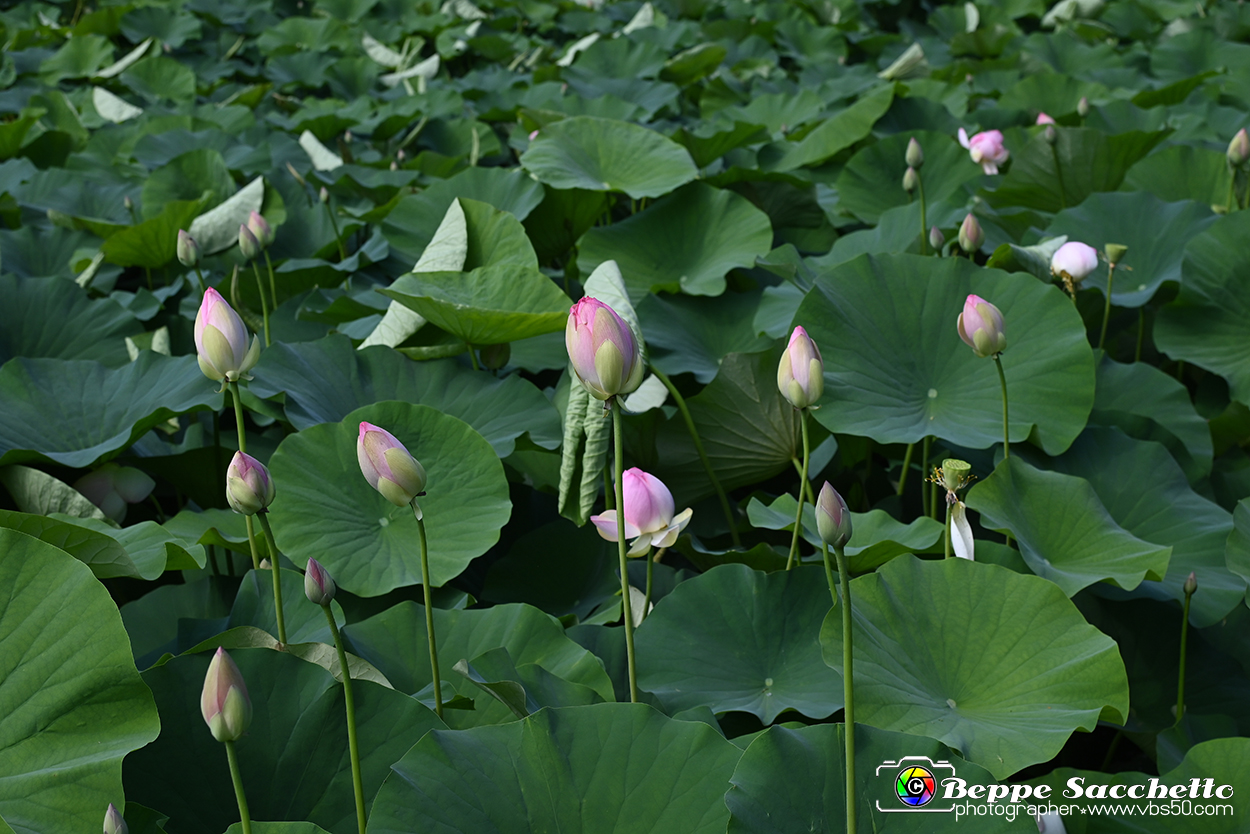 VBS_4595 - Fioritura loto a Vezza d'Alba.jpg